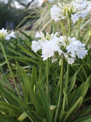 AGAPANTHUS - Bingo White